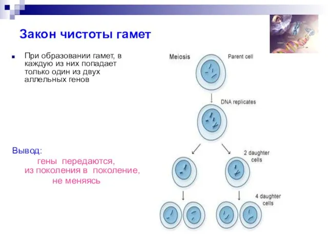 Закон чистоты гамет При образовании гамет, в каждую из них попадает только