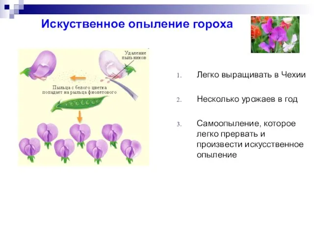 Искуственное опыление гороха Легко выращивать в Чехии Несколько урожаев в год Самоопыление,