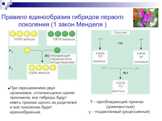 Правило единообразия гибридов первого поколения (1 закон Менделя ) Y - преобладающий