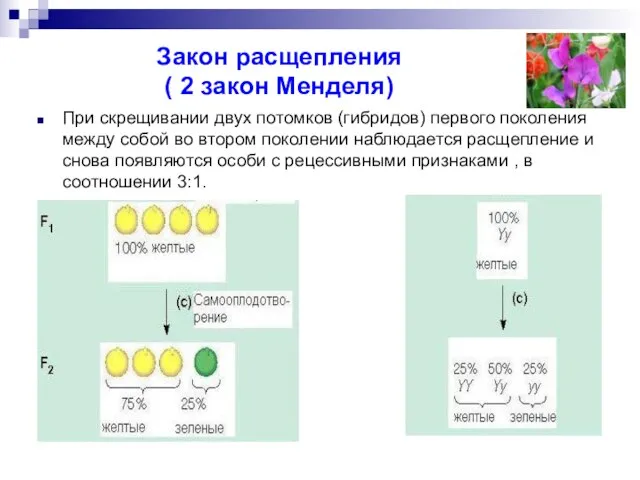 Закон расщепления ( 2 закон Менделя) При скрещивании двух потомков (гибридов) первого