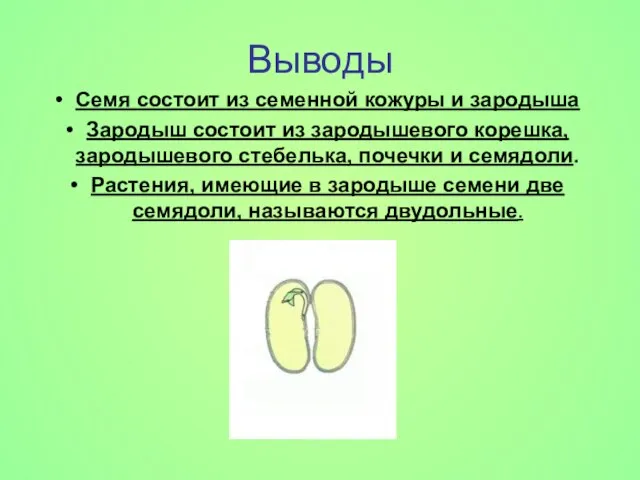 Выводы Семя состоит из семенной кожуры и зародыша Зародыш состоит из зародышевого