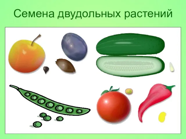 Семена двудольных растений