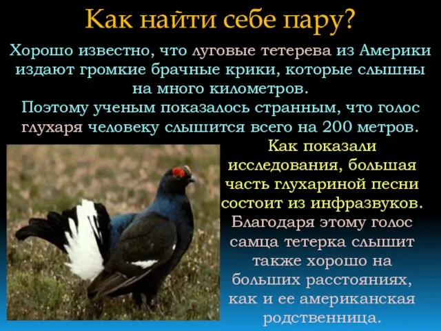 Как найти себе пару? Как показали исследования, большая часть глухариной песни состоит