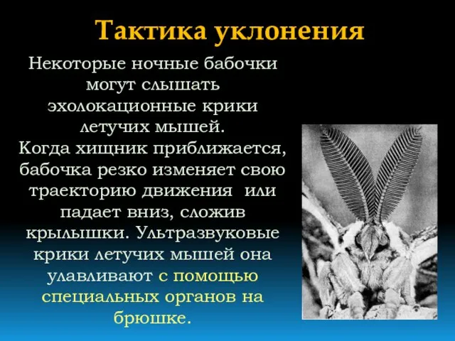 Тактика уклонения Некоторые ночные бабочки могут слышать эхолокационные крики летучих мышей. Когда