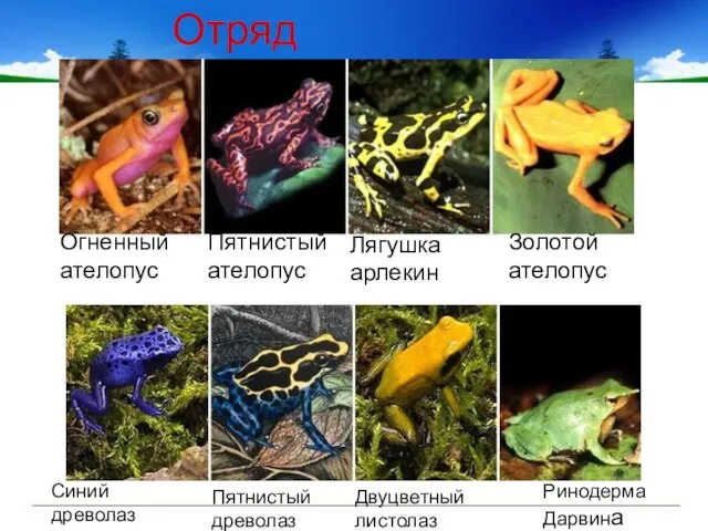 Отряд Бесхвостые Огненный ателопус Пятнистый ателопус Лягушка арлекин Золотой ателопус Синий древолаз