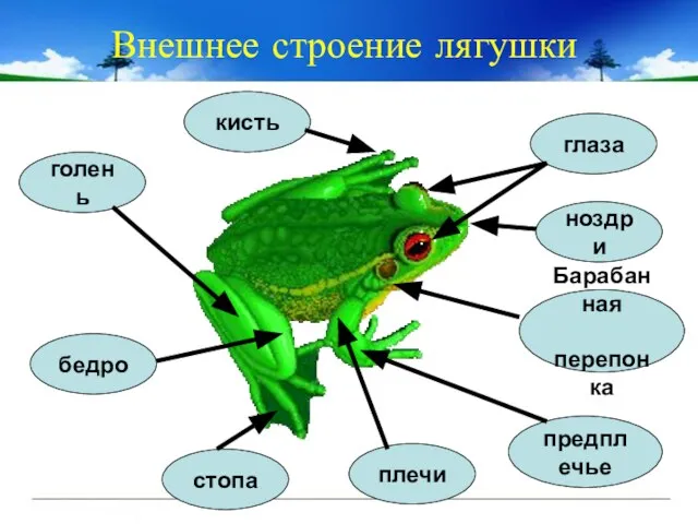 Внешнее строение лягушки ноздри глаза плечи бедро голень стопа Барабанная перепонка предплечье кисть