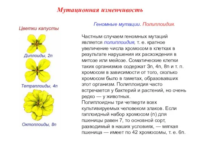 Геномные мутации. Полиплоидия. Частным случаем геномных мутаций является полиплоидия, т. е. кратное