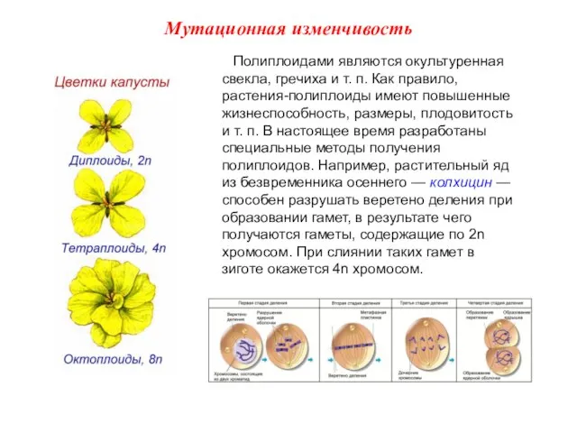 Полиплоидами являются окультуренная свекла, гречиха и т. п. Как правило, растения-полиплоиды имеют