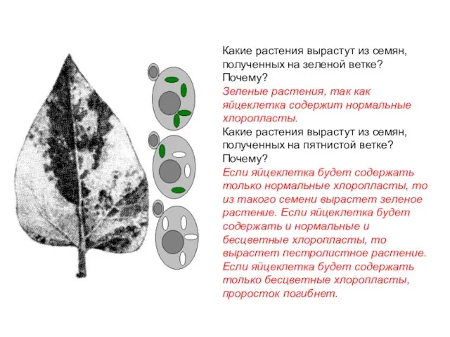 Какие растения вырастут из семян, полученных на зеленой ветке? Почему? Зеленые растения,