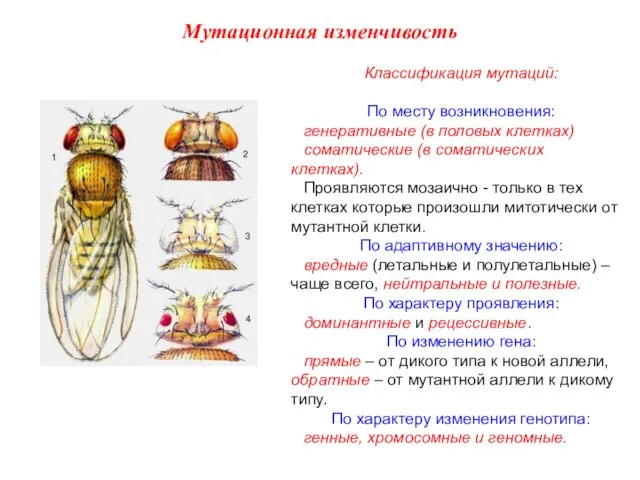 Классификация мутаций: По месту возникновения: генеративные (в половых клетках) соматические (в соматических