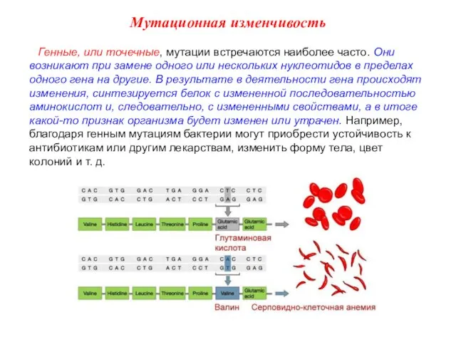 Генные, или точечные, мутации встречаются наиболее часто. Они возникают при замене одного