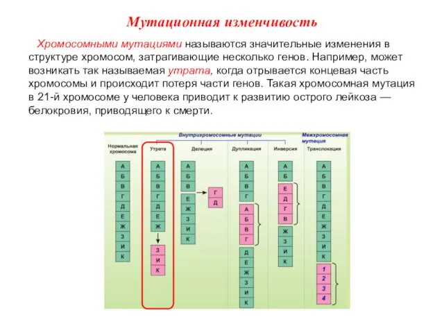 Хромосомными мутациями называются значительные изменения в структуре хромосом, затрагивающие несколько генов. Например,