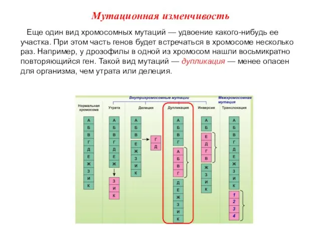 Еще один вид хромосомных мутаций — удвоение какого-нибудь ее участка. При этом