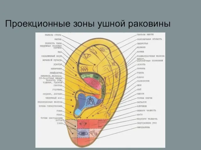 Проекционные зоны ушной раковины