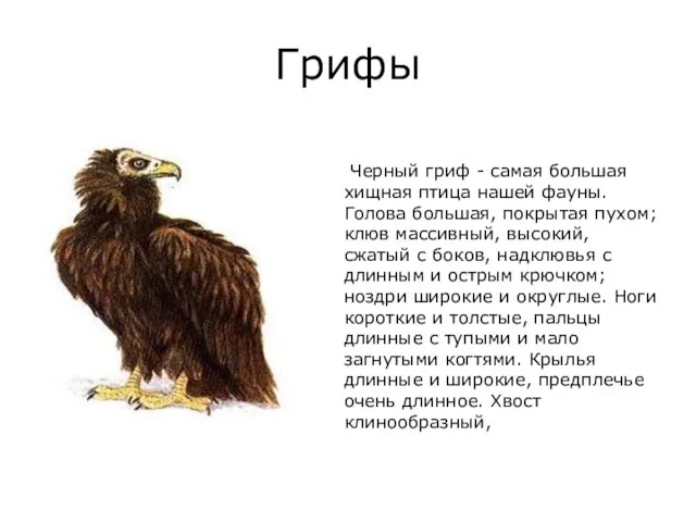 Грифы Черный гриф - самая большая хищная птица нашей фауны. Голова большая,