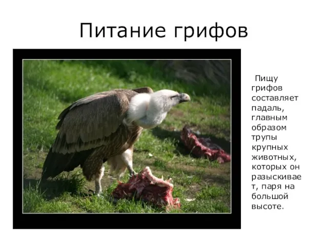 Питание грифов Пищу грифов составляет падаль, главным образом трупы крупных животных, которых