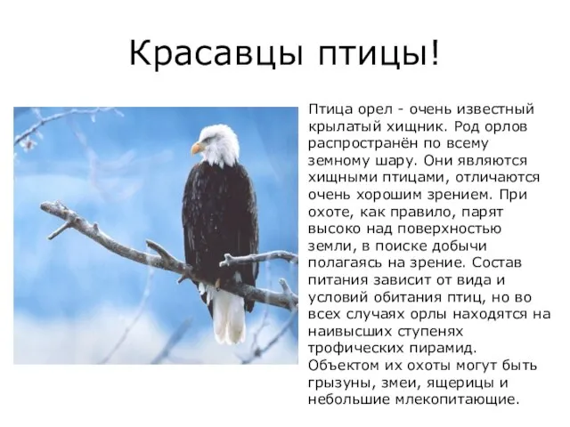 Красавцы птицы! Птица орел - очень известный крылатый хищник. Род орлов распространён