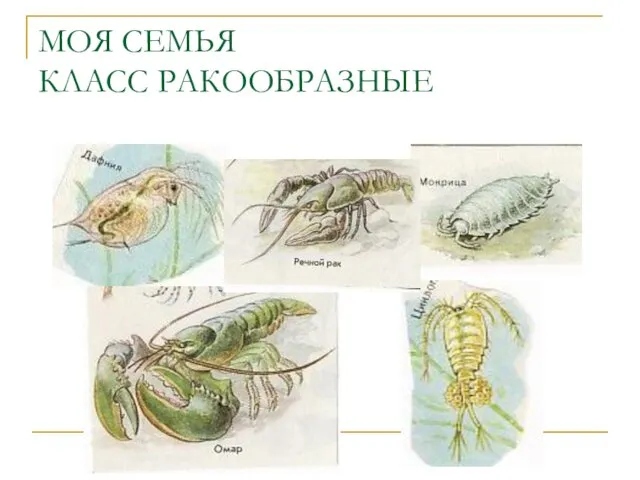 МОЯ СЕМЬЯ КЛАСС РАКООБРАЗНЫЕ