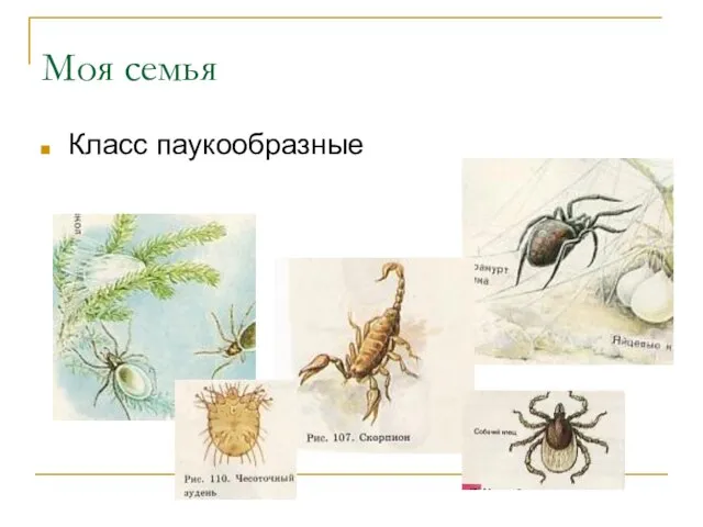 Моя семья Класс паукообразные