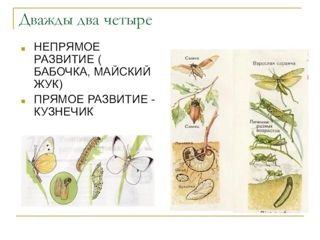 Дважды два четыре НЕПРЯМОЕ РАЗВИТИЕ ( БАБОЧКА, МАЙСКИЙ ЖУК) ПРЯМОЕ РАЗВИТИЕ - КУЗНЕЧИК