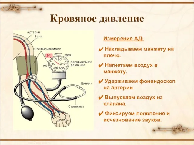 Кровяное давление Измерение АД: Накладываем манжету на плечо. Нагнетаем воздух в манжету.