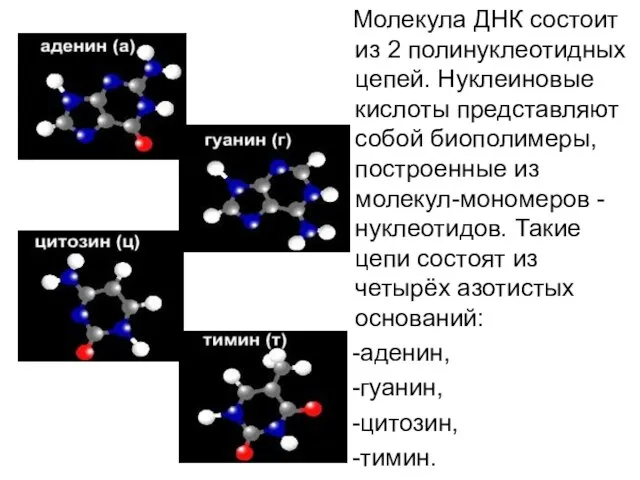 Молекула ДНК состоит из 2 полинуклеотидных цепей. Нуклеиновые кислоты представляют собой биополимеры,