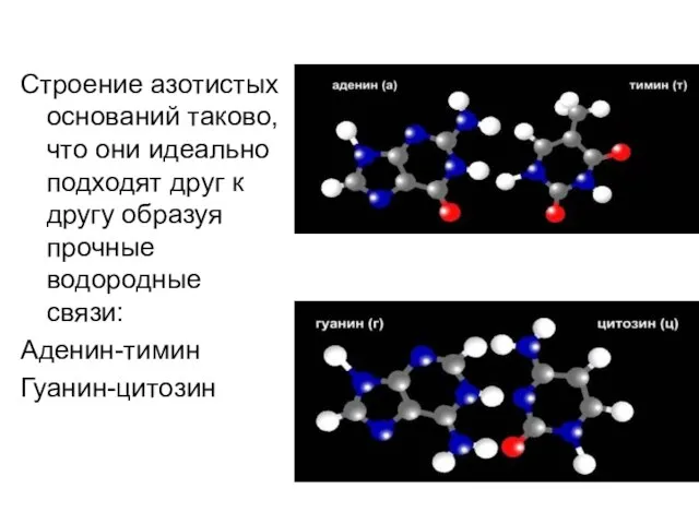 Строение азотистых оснований таково, что они идеально подходят друг к другу образуя