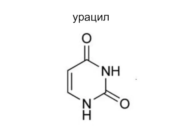 урацил