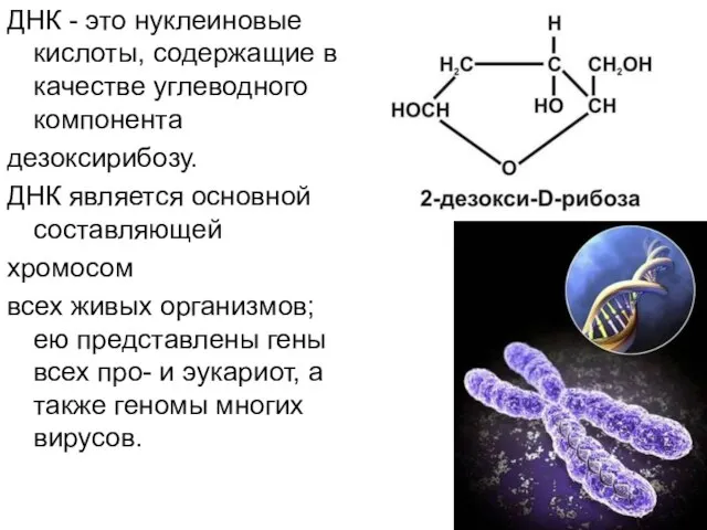 ДНК - это нуклеиновые кислоты, содержащие в качестве углеводного компонента дезоксирибозу. ДНК