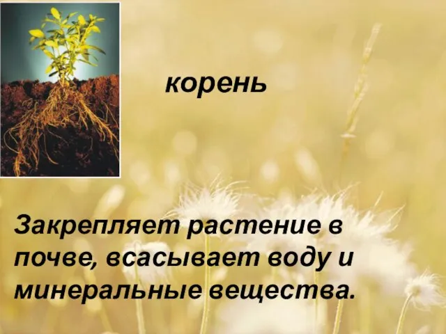 корень Закрепляет растение в почве, всасывает воду и минеральные вещества.