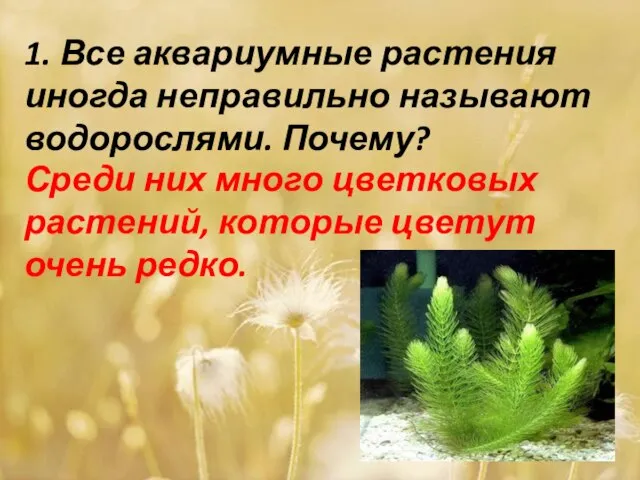 1. Все аквариумные растения иногда неправильно называют водорослями. Почему? Среди них много