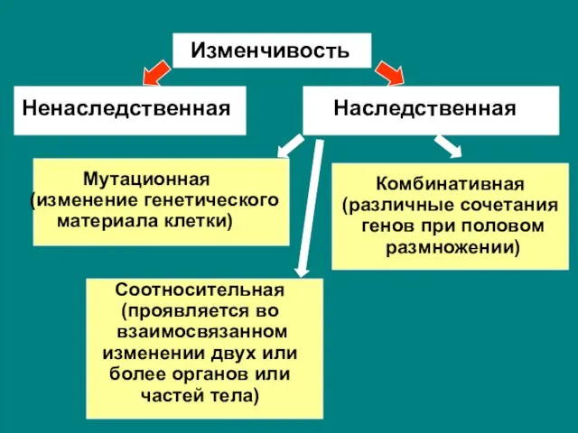 Изменчивость Ненаследственная Наследственная Мутационная (изменение генетического материала клетки) Комбинативная (различные сочетания генов