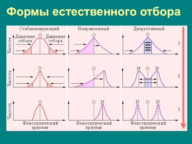 Формы естественного отбора