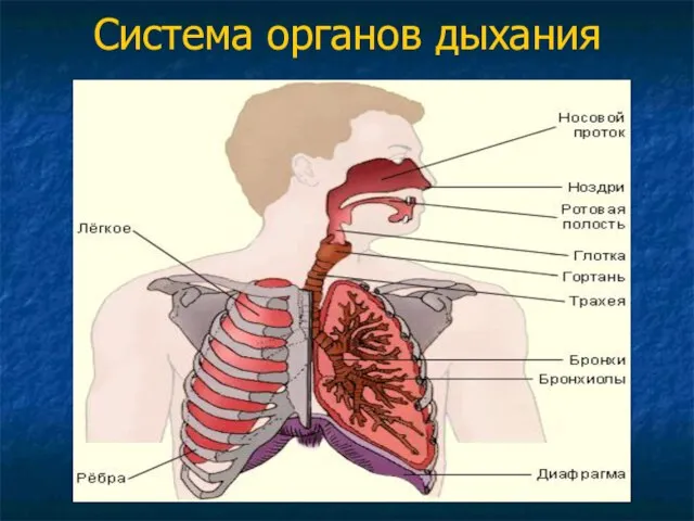 Система органов дыхания