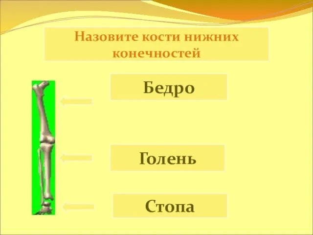 Назовите кости нижних конечностей Бедро Голень Стопа