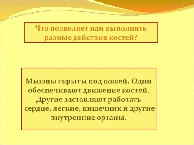 Что позволяет нам выполнять разные действия костей? Мышцы скрыты под кожей. Одни