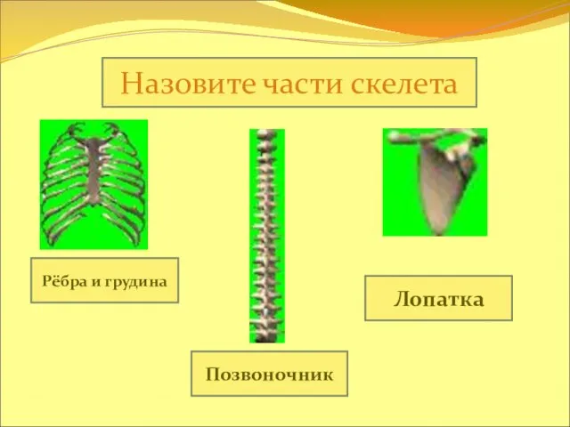 Назовите части скелета Рёбра и грудина Позвоночник Лопатка