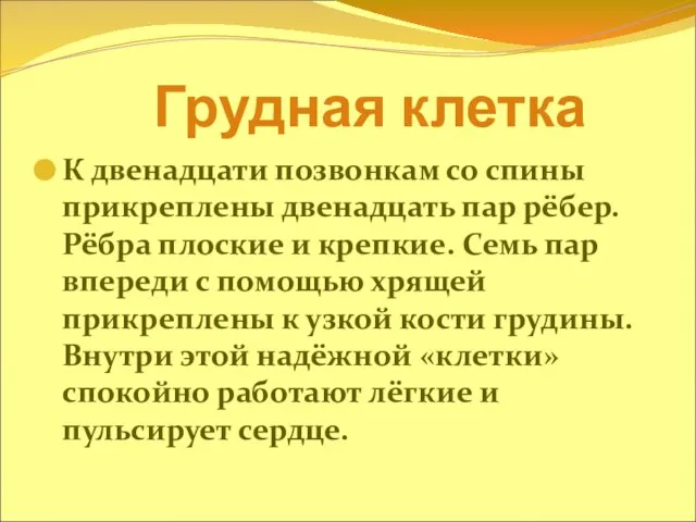 Грудная клетка К двенадцати позвонкам со спины прикреплены двенадцать пар рёбер. Рёбра