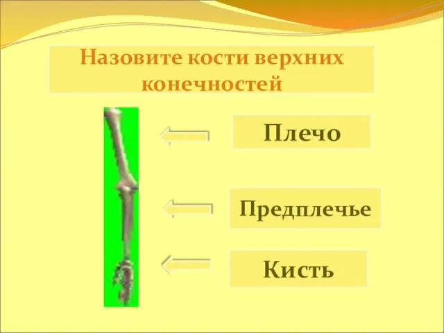 Назовите кости верхних конечностей Плечо Предплечье Кисть