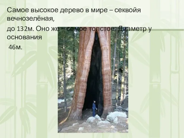 Самое высокое дерево в мире – секвойя вечнозелёная, до 132м. Оно же