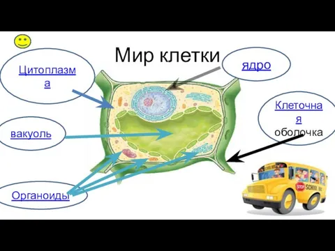 вакуоль Мир клетки Клеточная оболочка Цитоплазма Органоиды ядро