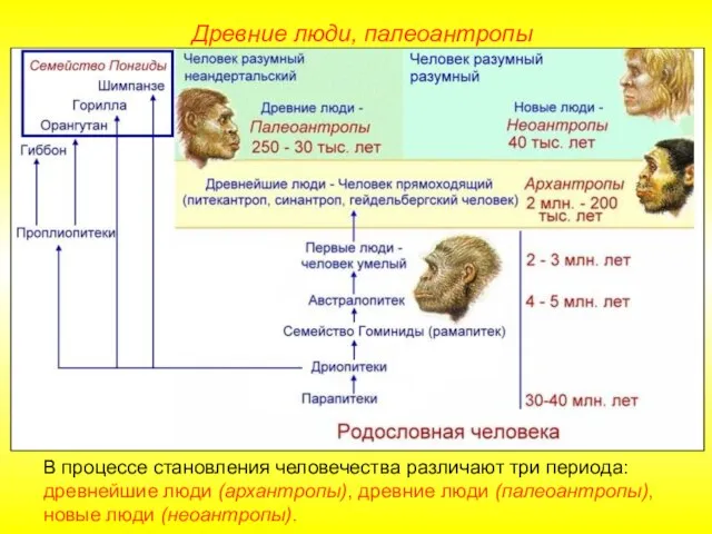 В процессе становления человечества различают три периода: древнейшие люди (архантропы), древние люди