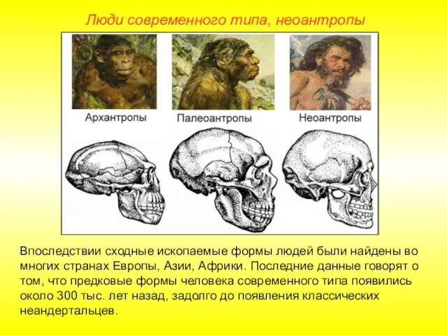 Люди современного типа, неоантропы Впоследствии сходные ископаемые формы людей были найдены во