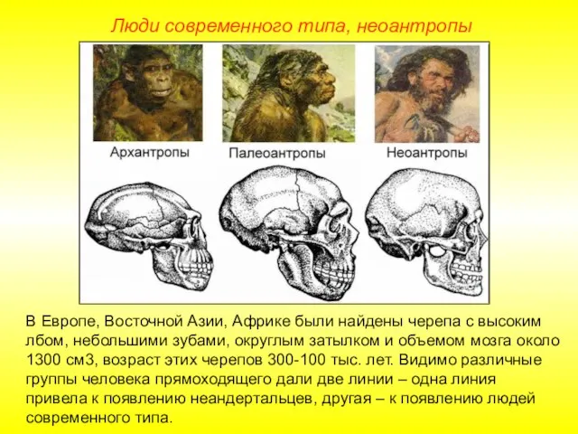 Люди современного типа, неоантропы В Европе, Восточной Азии, Африке были найдены черепа