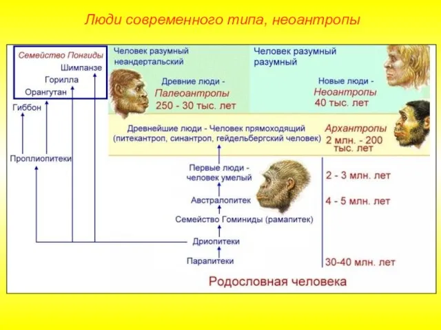 Люди современного типа, неоантропы