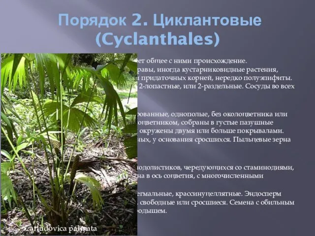 Порядок 2. Циклантовые (Cyclanthales) Стоит близко к пальмам и имеет общее с