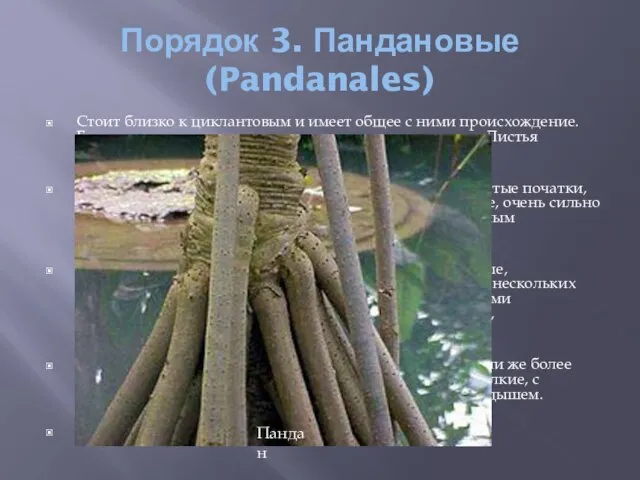 Порядок 3. Пандановые (Pandanales) Стоит близко к циклантовым и имеет общее с