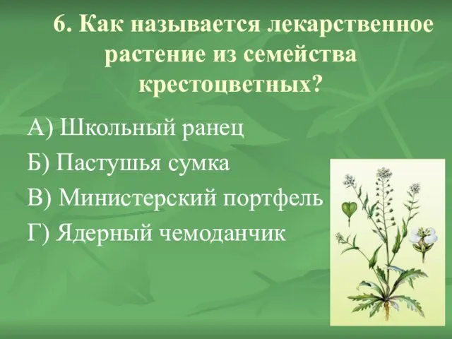 6. Как называется лекарственное растение из семейства крестоцветных? А) Школьный ранец Б)