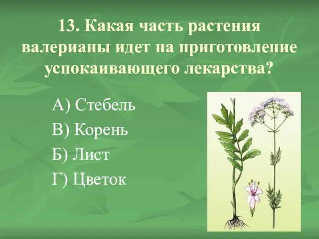 13. Какая часть растения валерианы идет на приготовление успокаивающего лекарства? А) Стебель