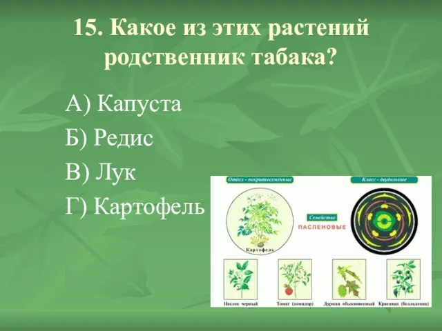 15. Какое из этих растений родственник табака? А) Капуста Б) Редис В) Лук Г) Картофель